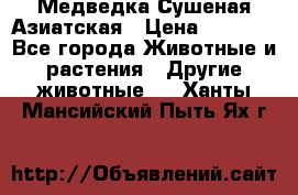Медведка Сушеная Азиатская › Цена ­ 1 400 - Все города Животные и растения » Другие животные   . Ханты-Мансийский,Пыть-Ях г.